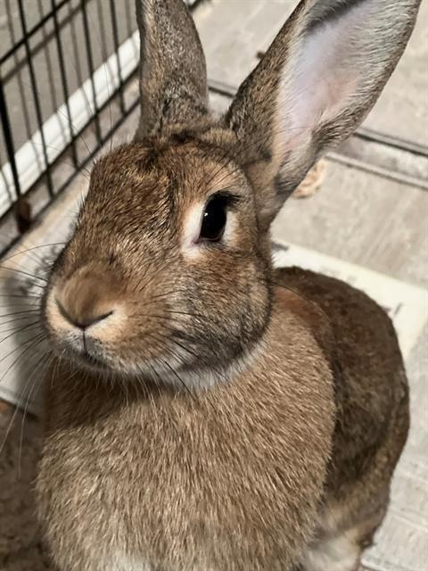 JACKIE, Adoptable, Young Female Bunny Rabbit.