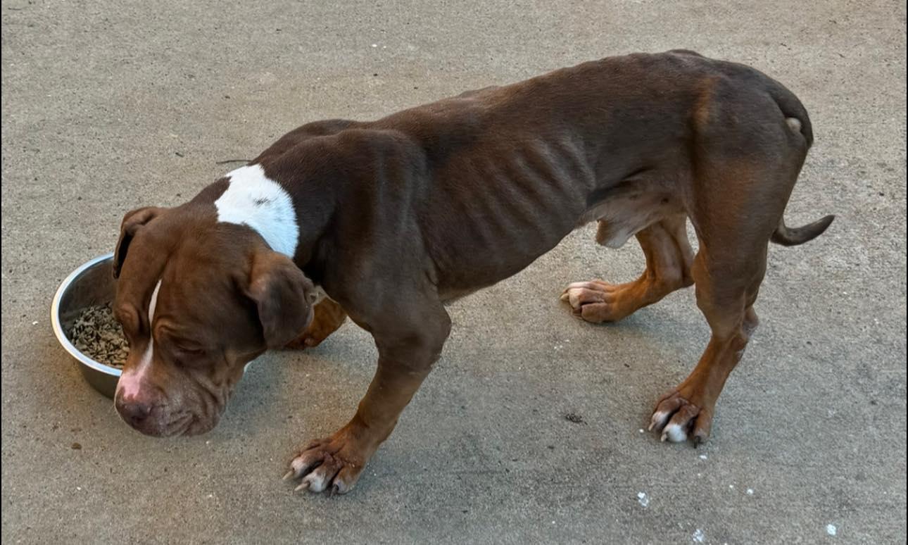 Mushy, a Adoptable mixed breed in Matthews, NC image 3/4