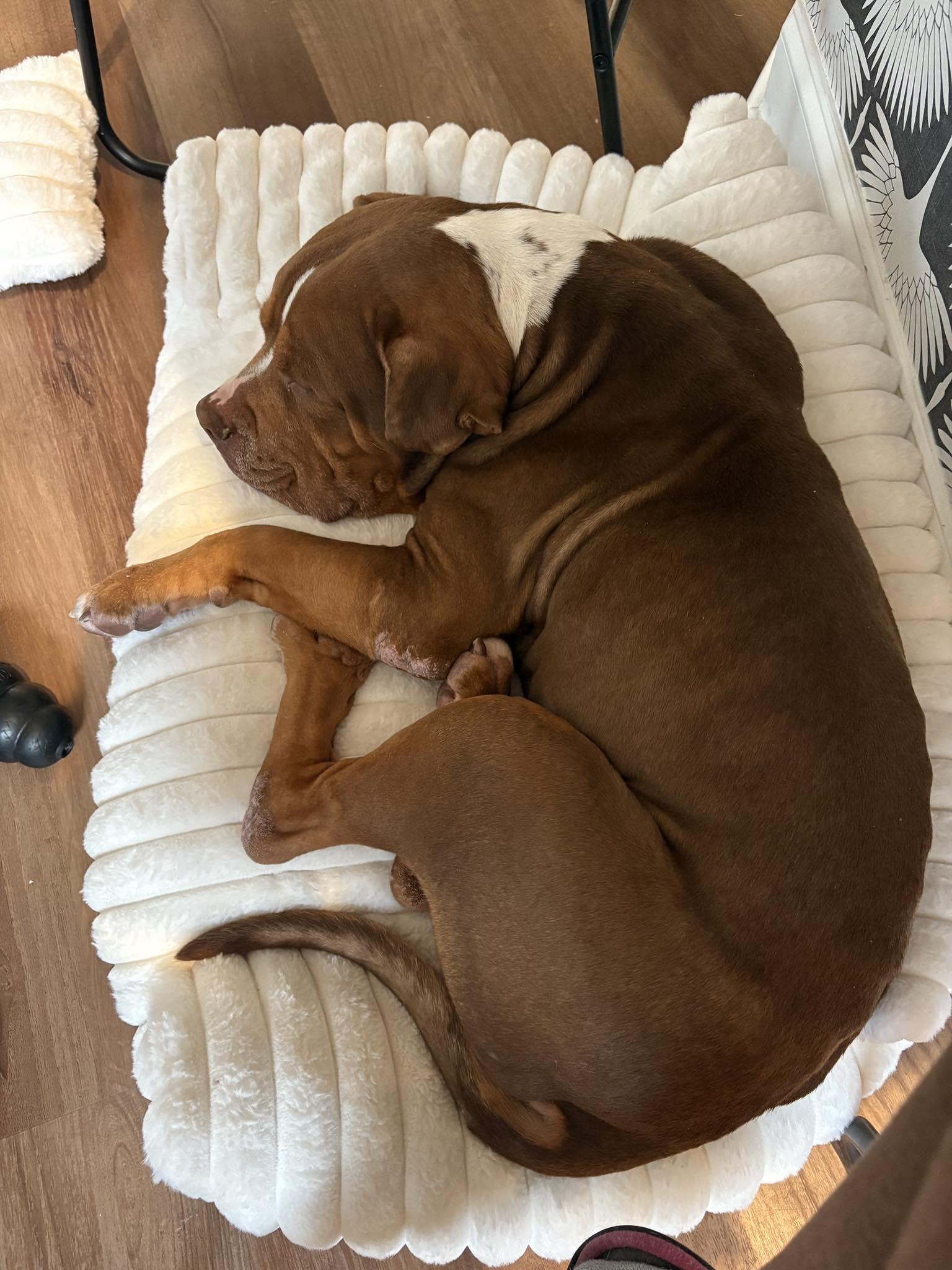 Mushy, a Adoptable mixed breed in Matthews, NC image 4/4