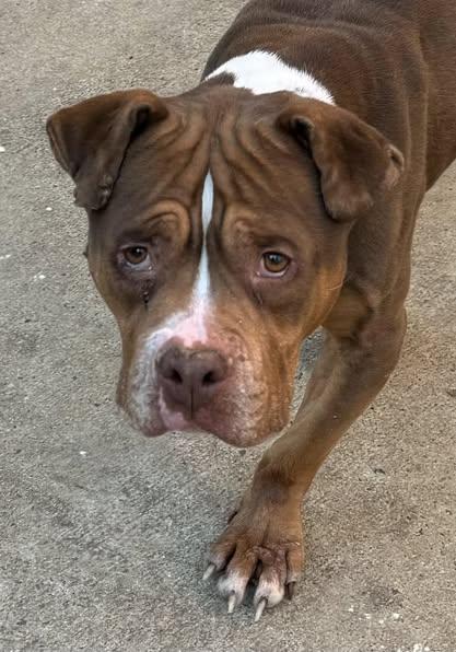 Mushy, Adoptable, Adult Male Boxer & Hound.