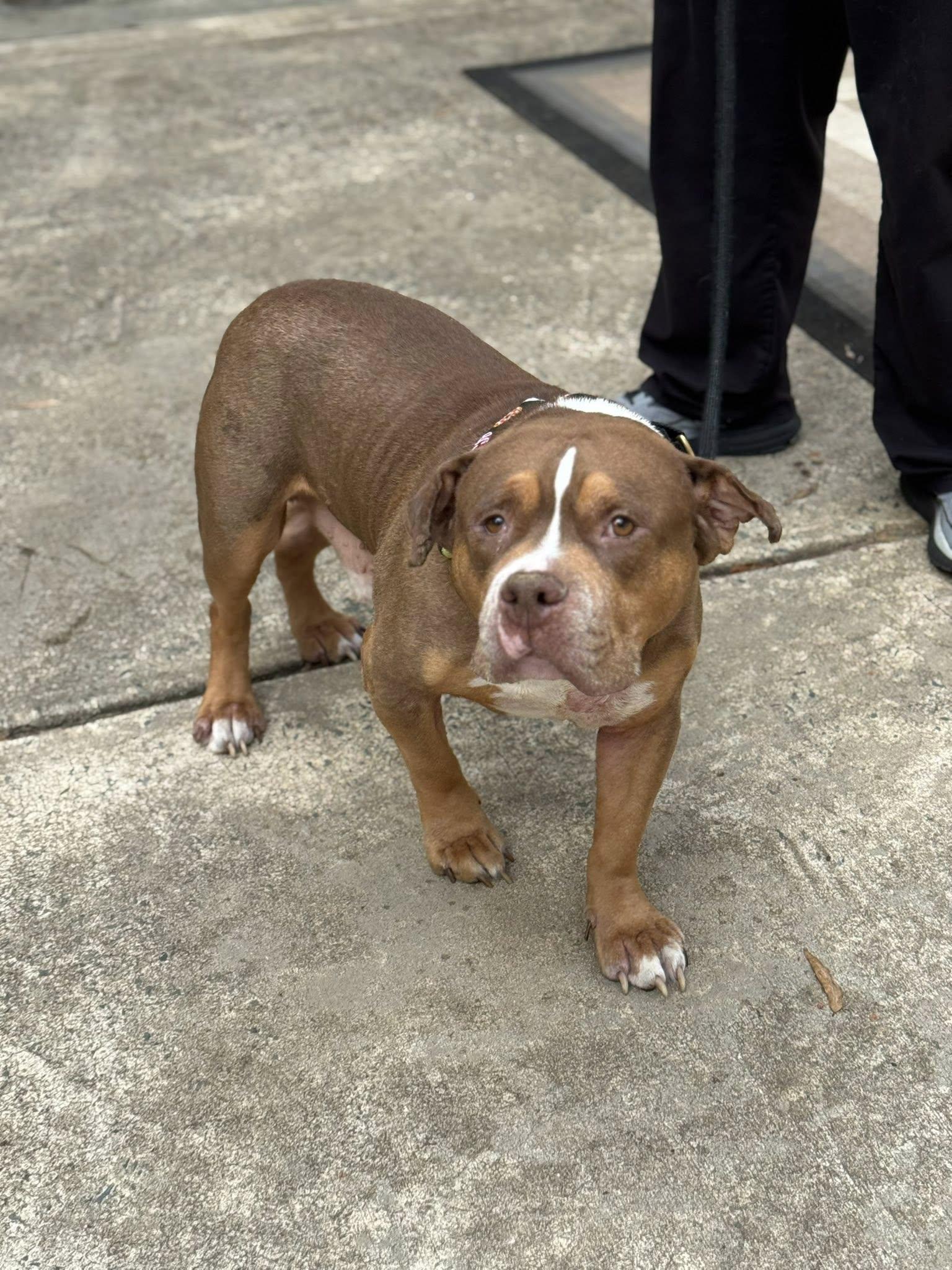 Mushy, Adoptable, Adult Male Boxer & Hound.
