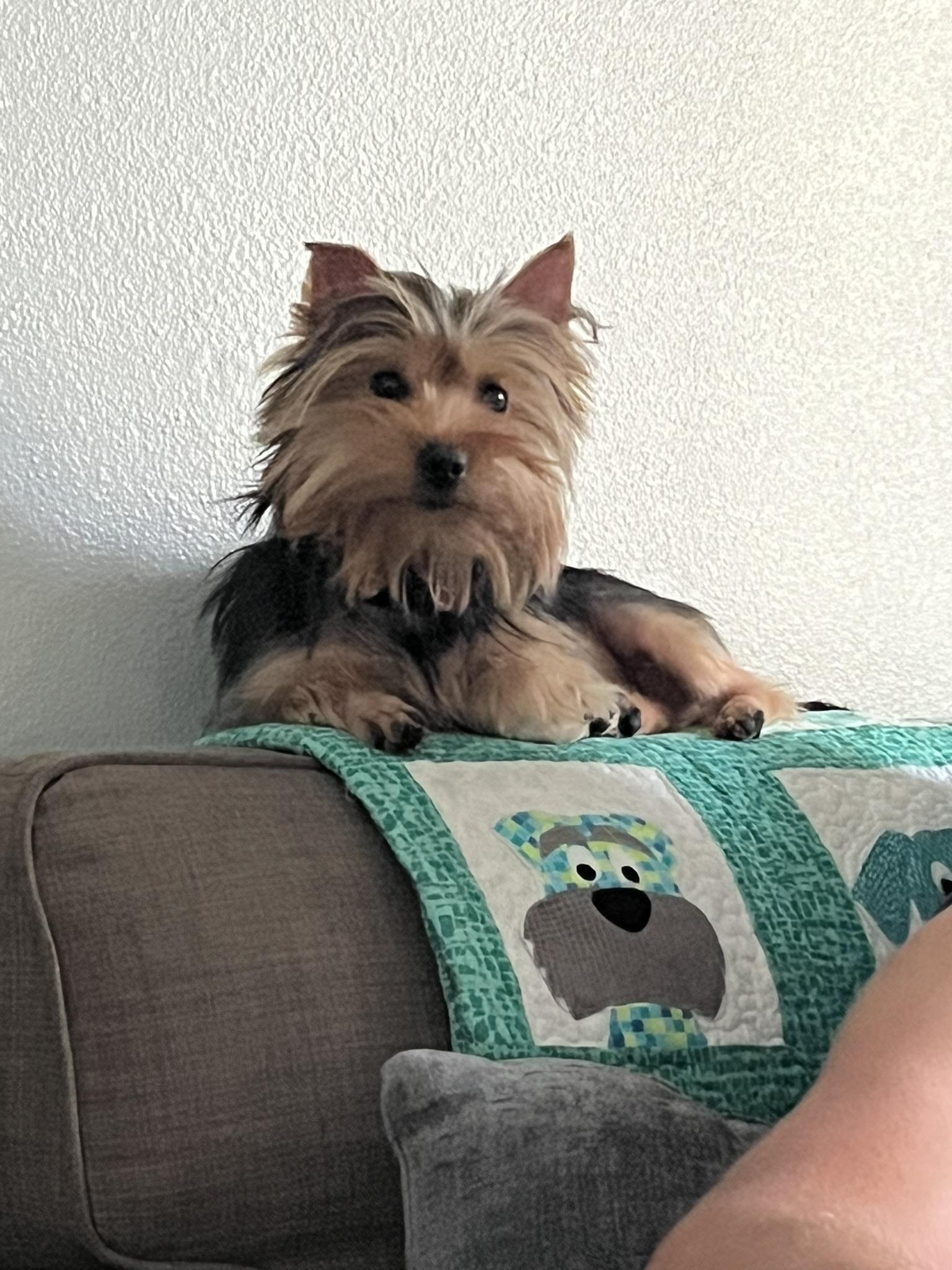 Sassy, a Adopted Silky Terrier in Tacoma, WA image 2/4