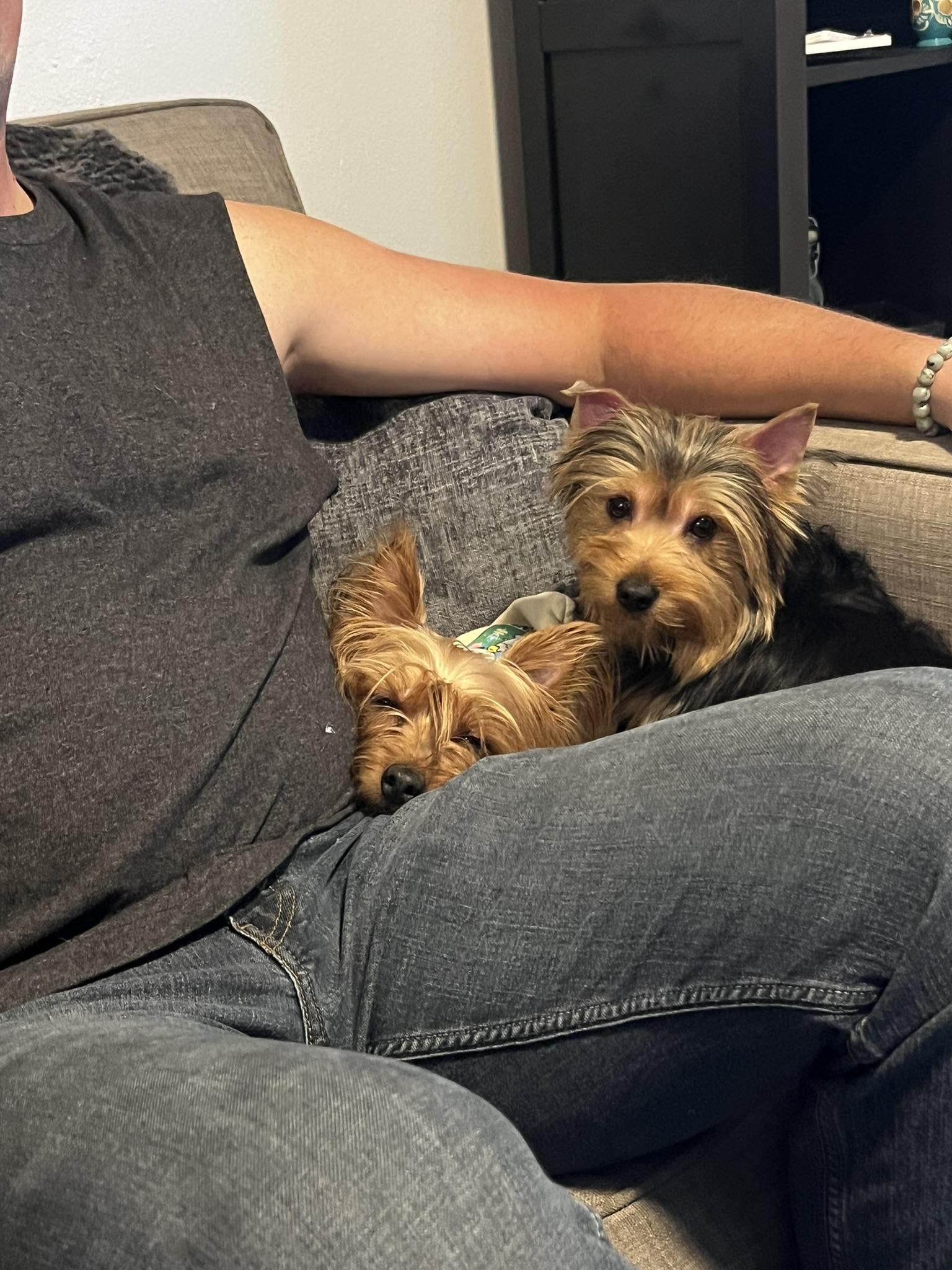 Sassy, a Adopted Silky Terrier in Tacoma, WA image 4/4