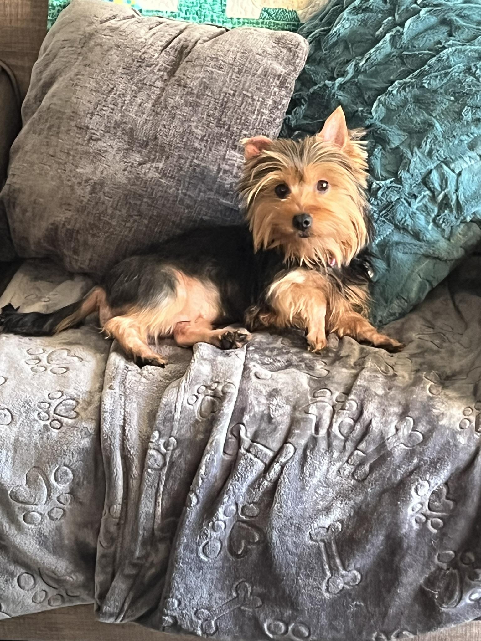 Sassy, a Adopted Silky Terrier in Tacoma, WA image 3/4