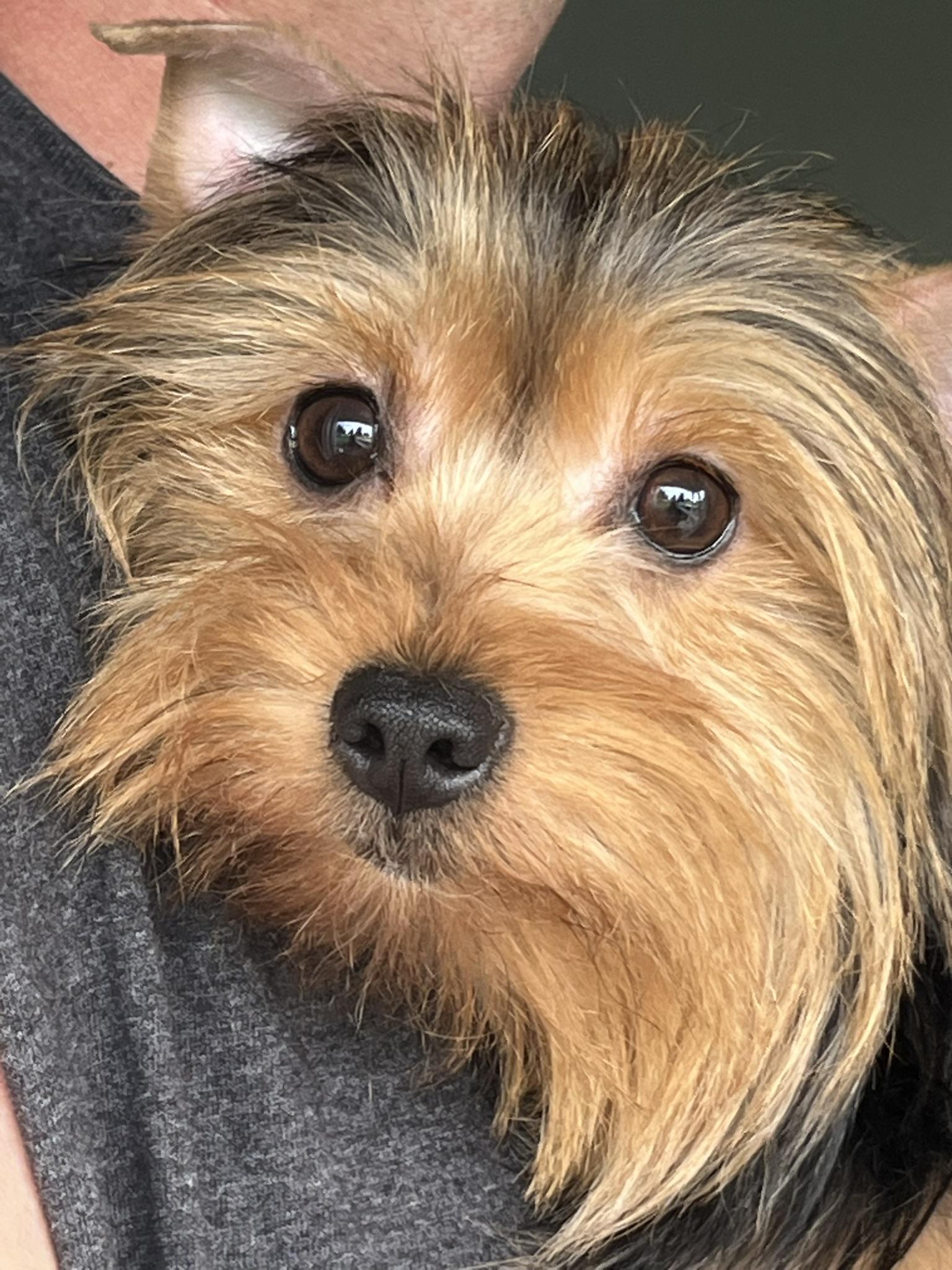 Sassy, Adopted, Puppy Female Silky Terrier.
