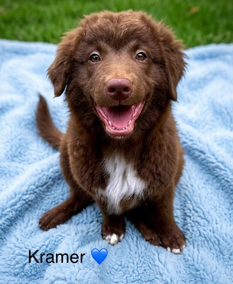 Enlarge Kramer, a Adoptable mixed breed in Rockwall, TX image 3/5