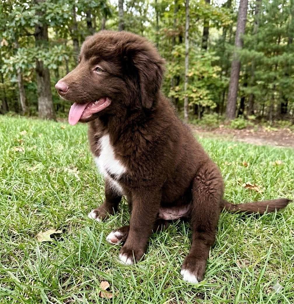 Enlarge Kramer, a Adoptable mixed breed in Rockwall, TX image 2/5