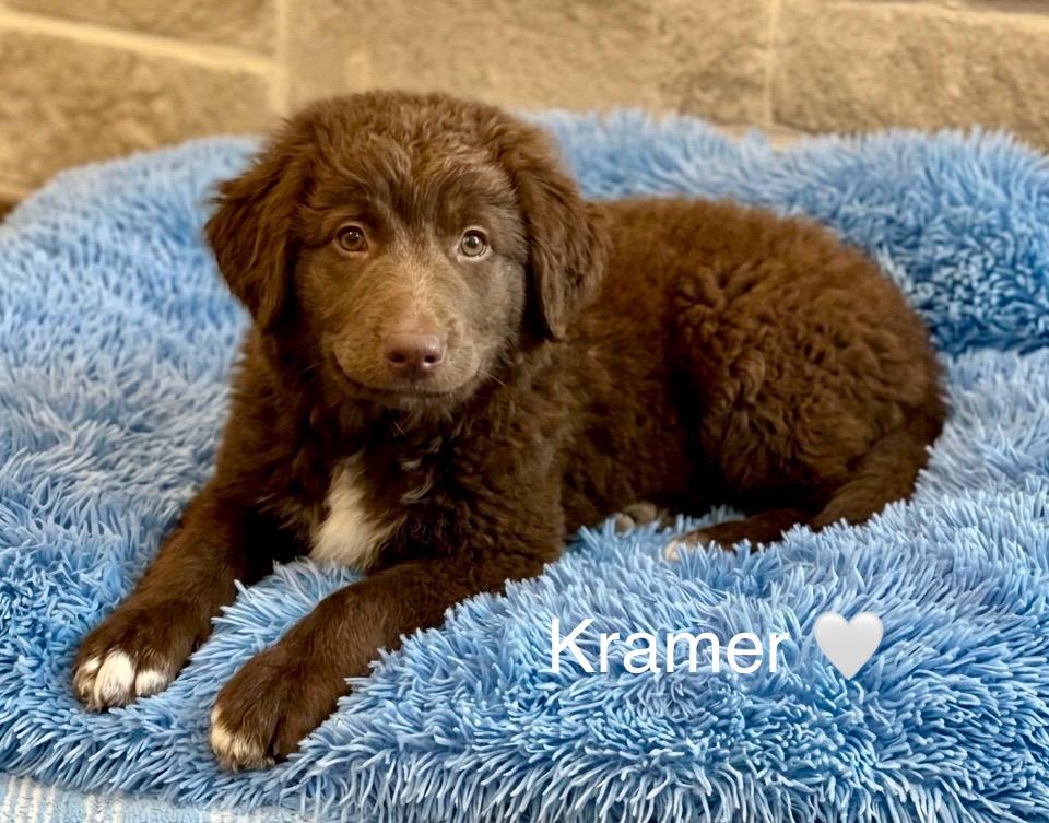 Enlarge Kramer, a Adoptable mixed breed in Rockwall, TX image 1/5