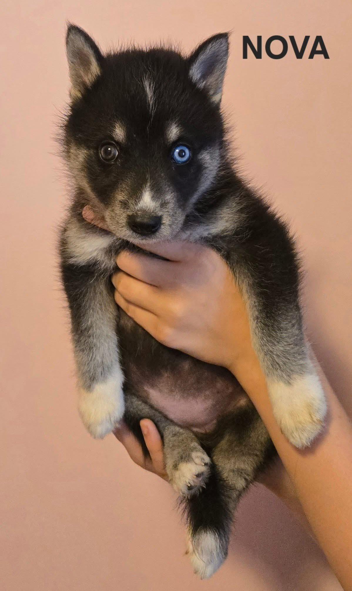 Nova! Beautiful little girl! 2