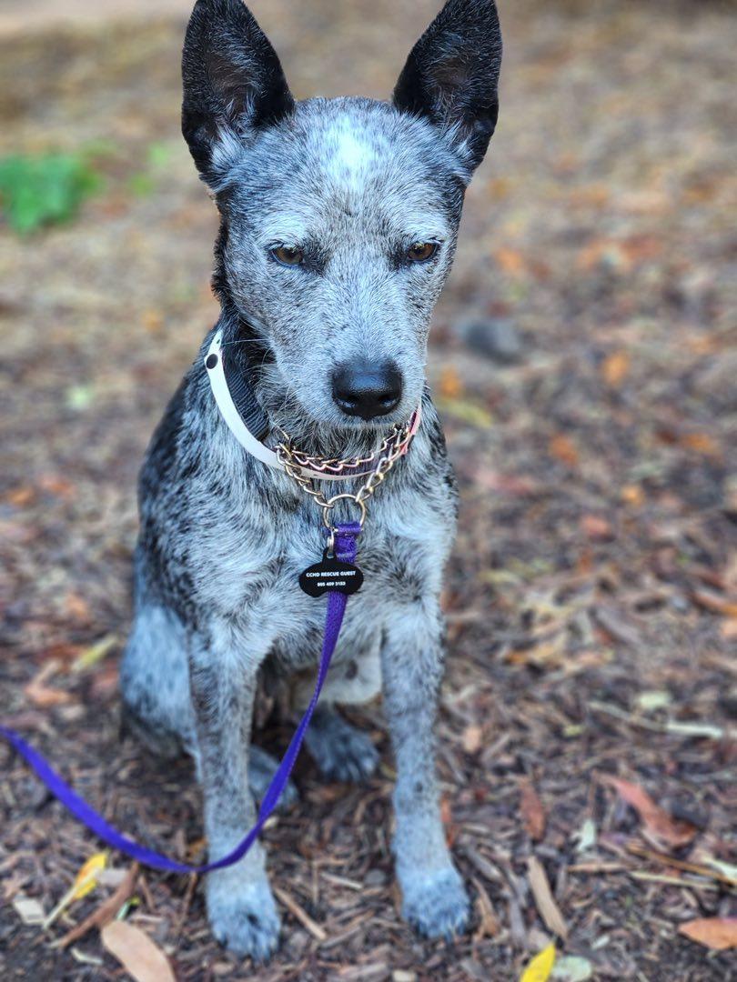 Nami, a Adopted Australian Cattle Dog / Blue Heeler in Paso Robles, CA image 1/3