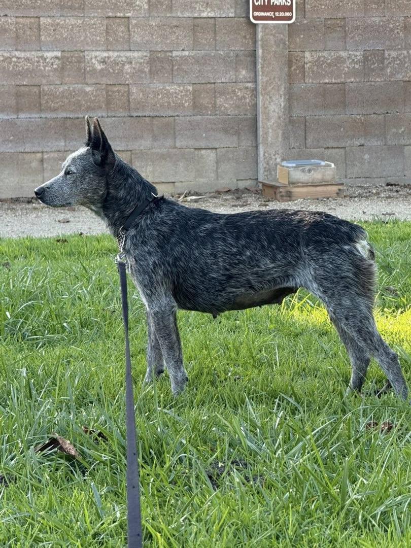 Nami, a Adopted Australian Cattle Dog / Blue Heeler in Paso Robles, CA image 2/3
