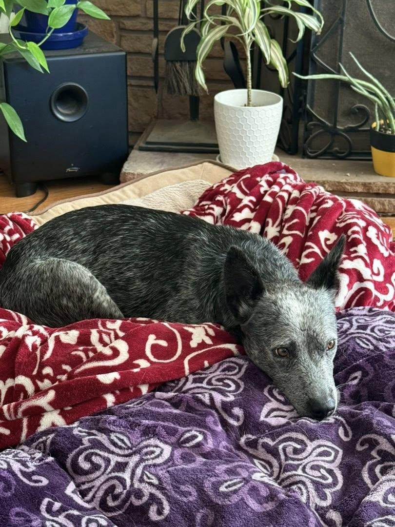 Nami, a Adopted Australian Cattle Dog / Blue Heeler in Paso Robles, CA image 3/3
