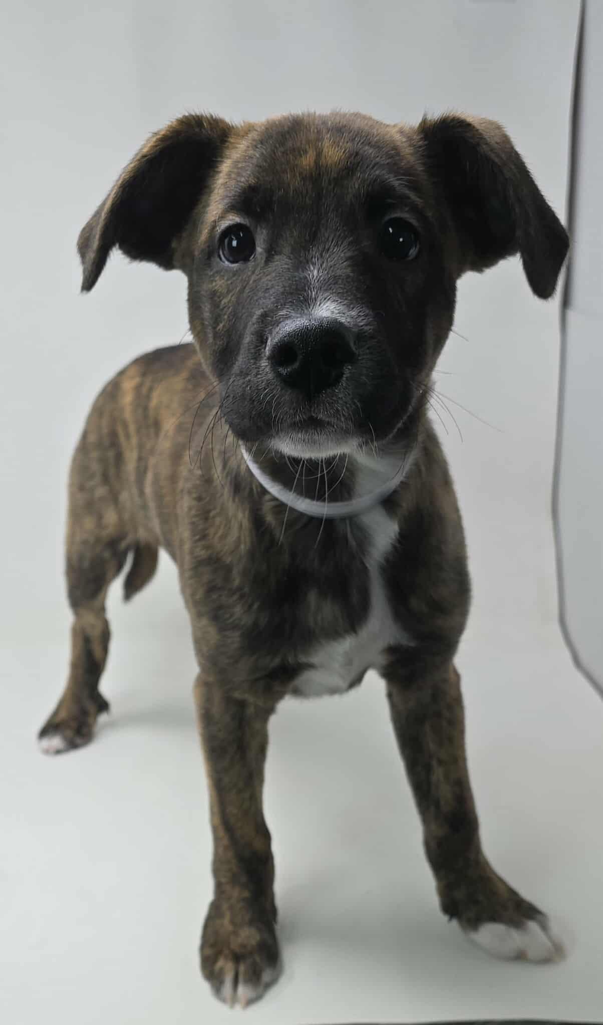 Jack's Back *foster needed*