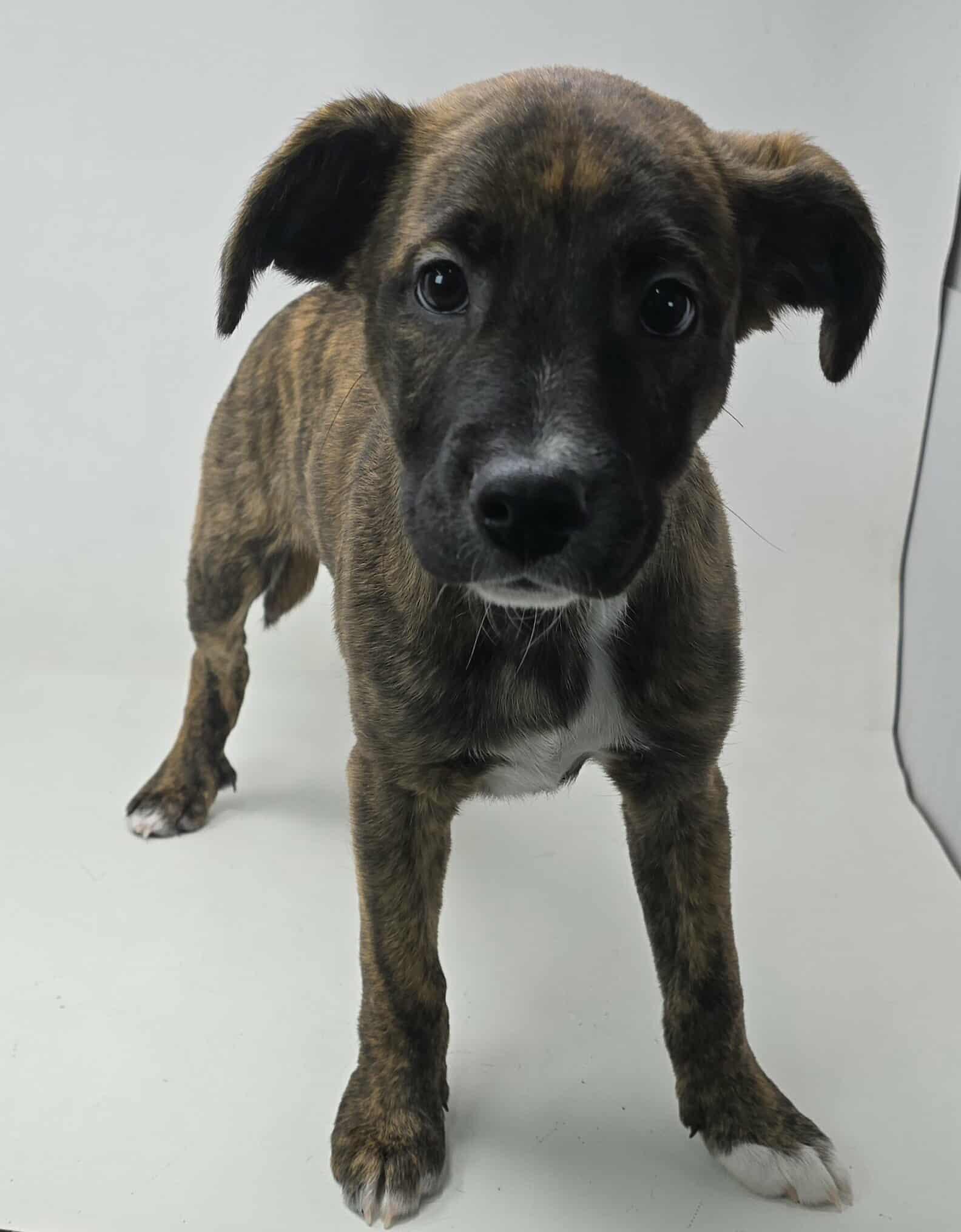 Meet Jacks Back a 1o week old 10 pound as of 721 adorable BoxerPointer mix This delightful 
