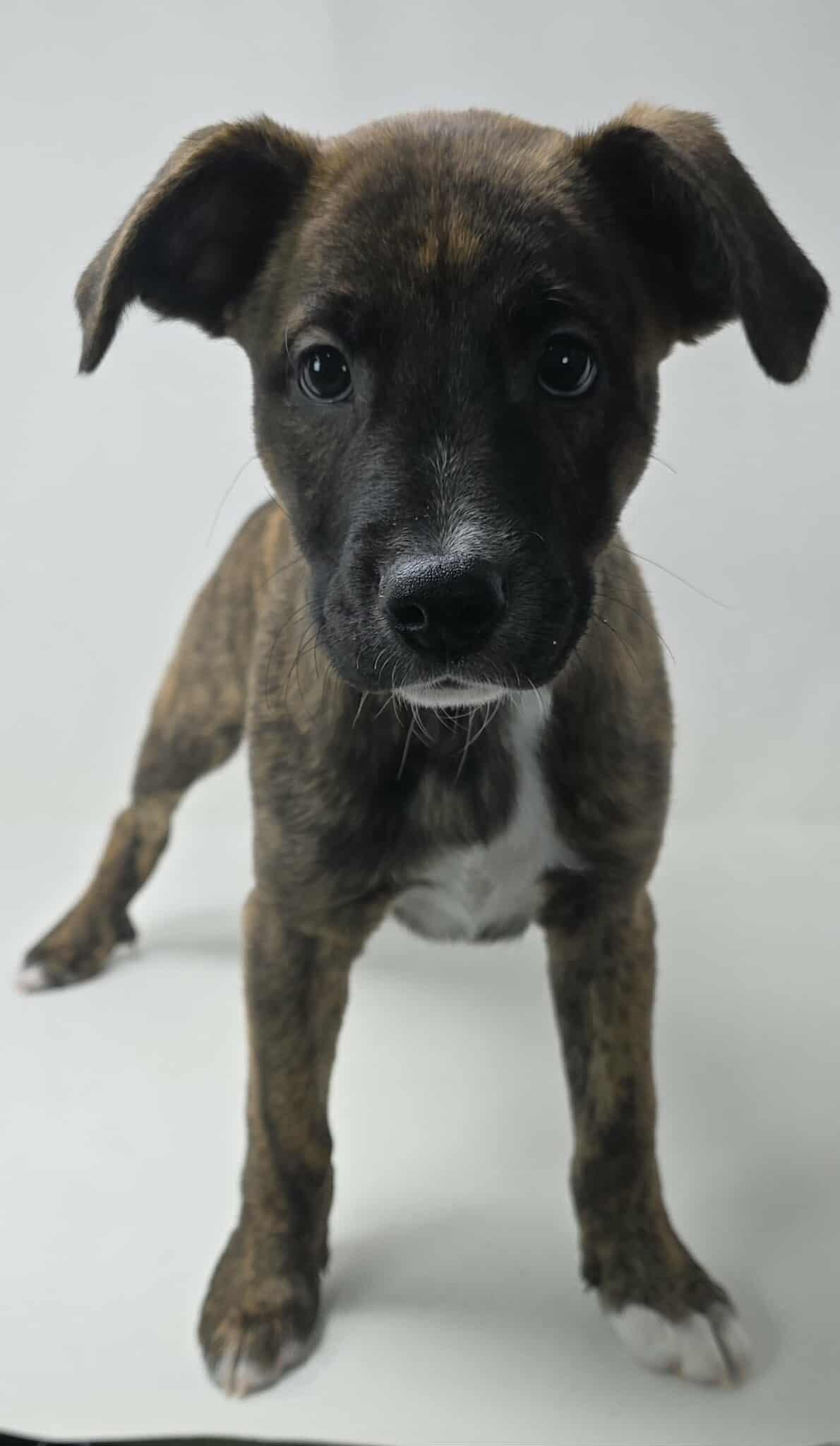 Jack's Back *foster needed*