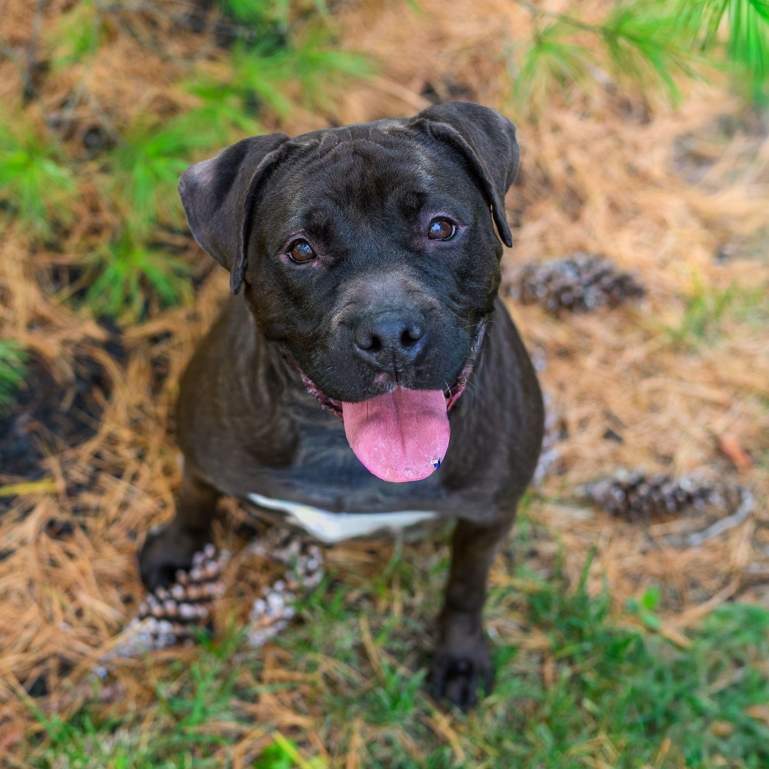 LOVEY, a Adoptable Pit Bull Terrier in Hamilton, NJ image 1/5