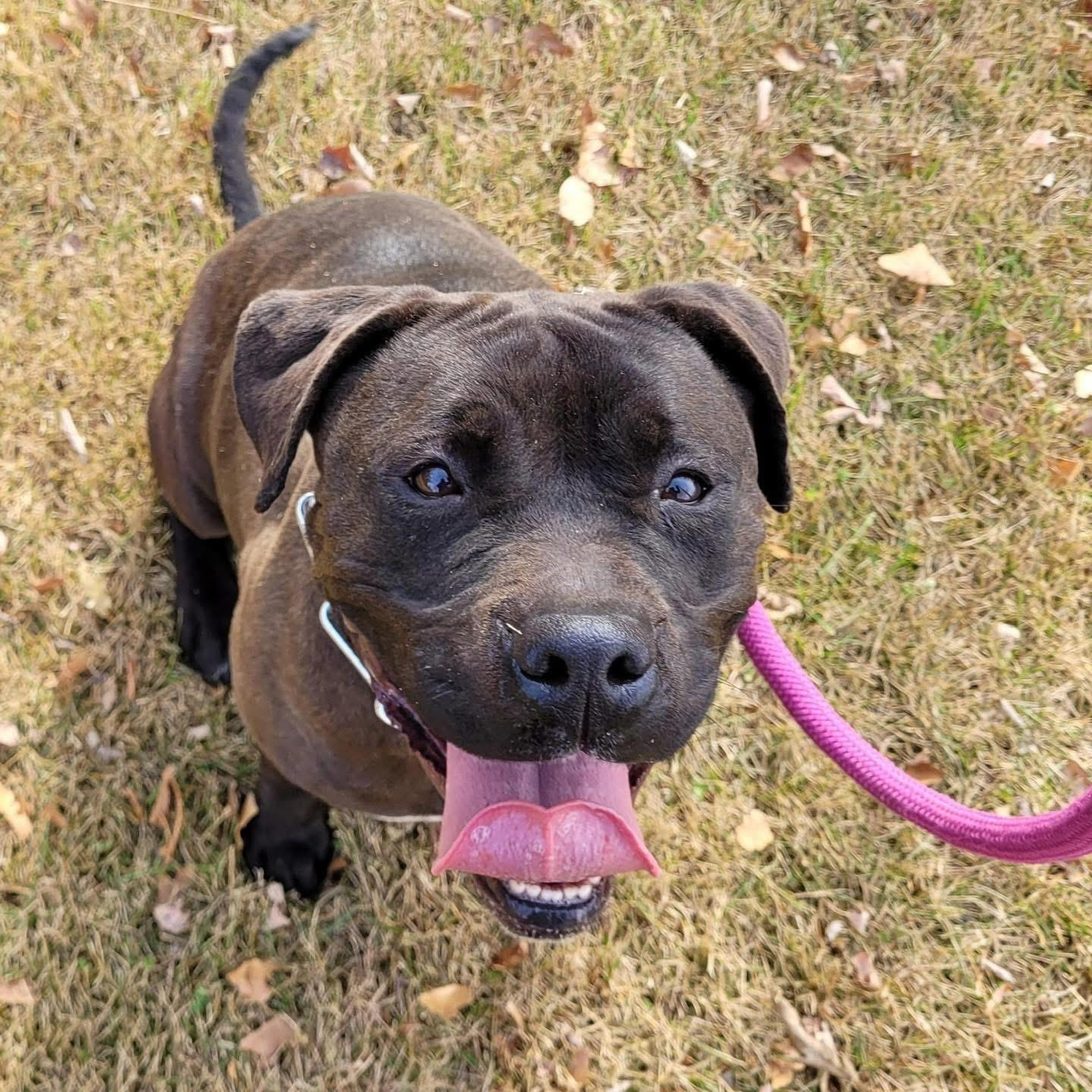LOVEY, a Adoptable Pit Bull Terrier in Hamilton, NJ image 2/5