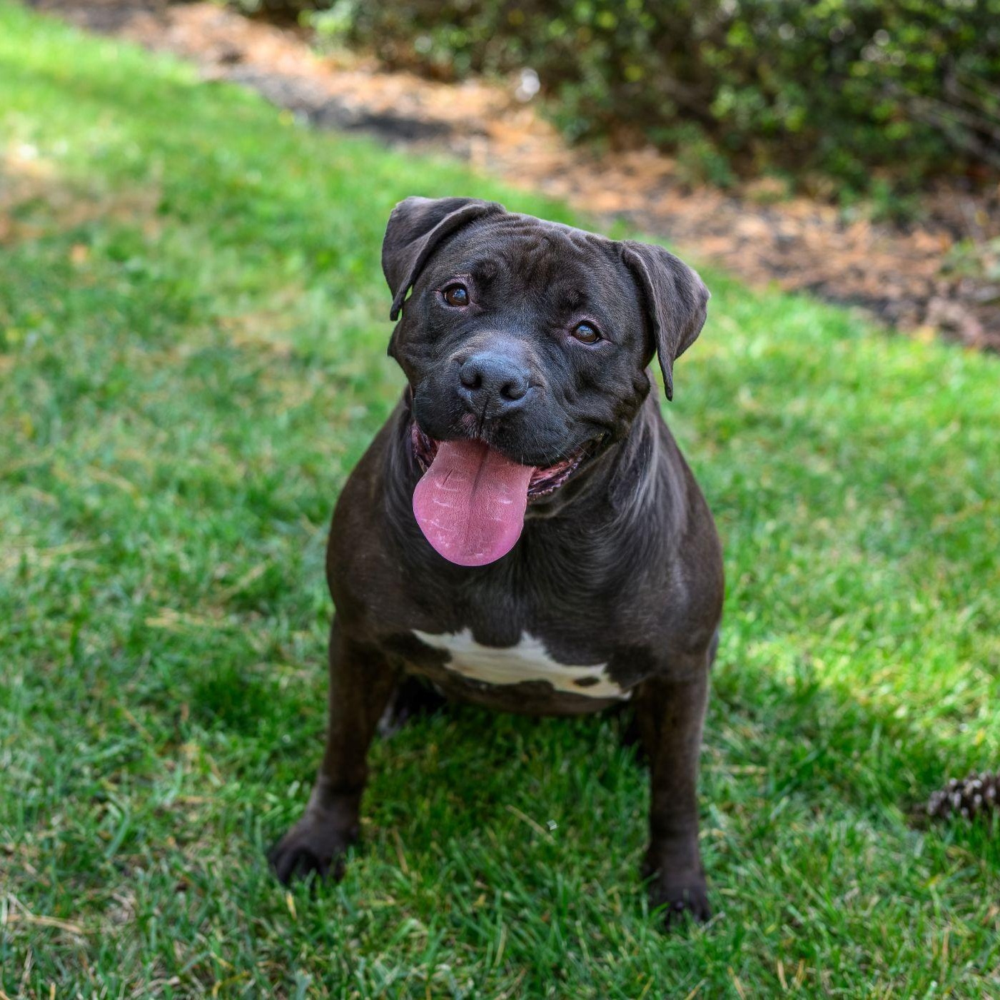 LOVEY, Adoptable, Adult Female Pit Bull Terrier.
