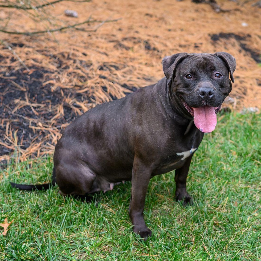 LOVEY, a Adoptable Pit Bull Terrier in Hamilton, NJ image 4/5