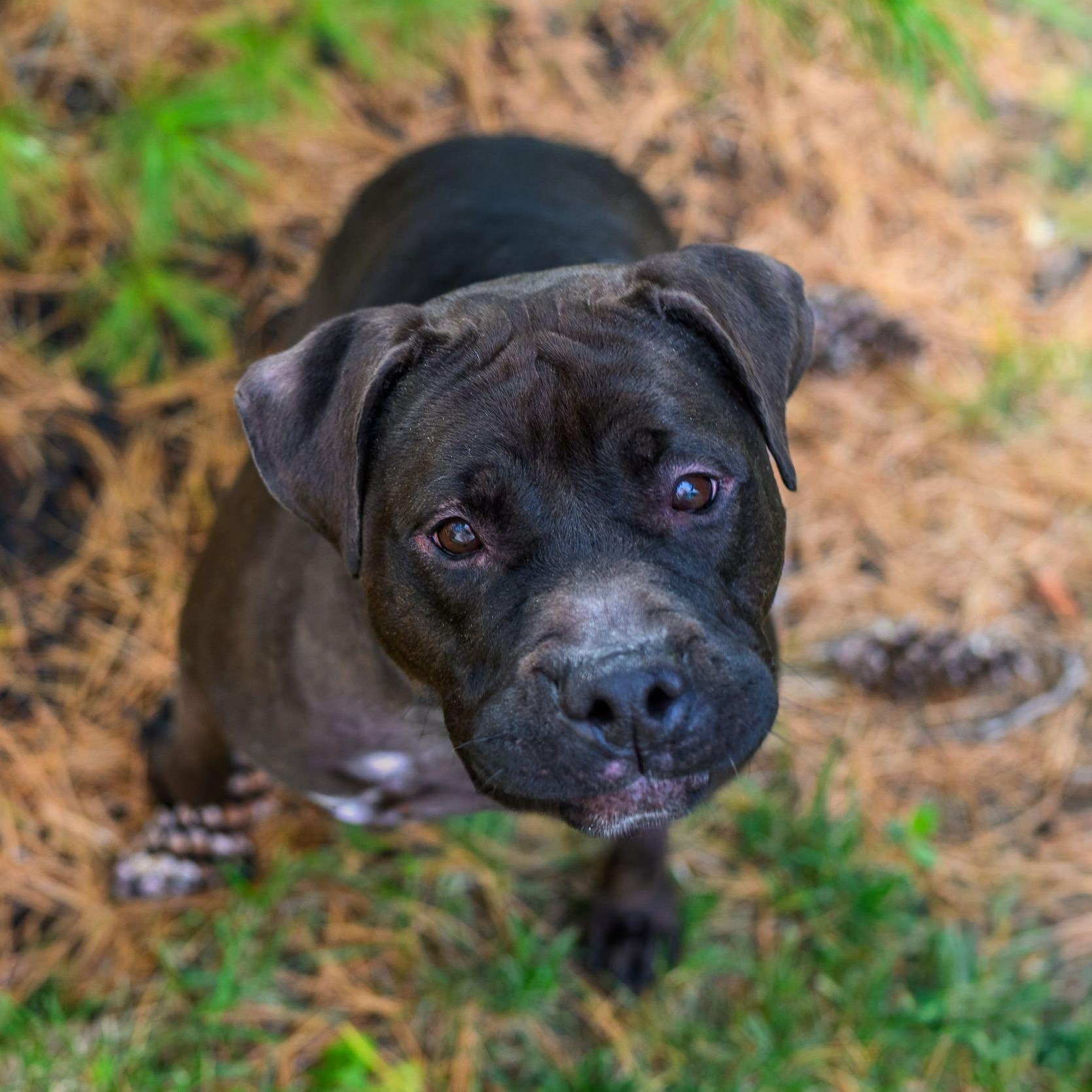 LOVEY, a Adoptable Pit Bull Terrier in Hamilton, NJ image 5/5