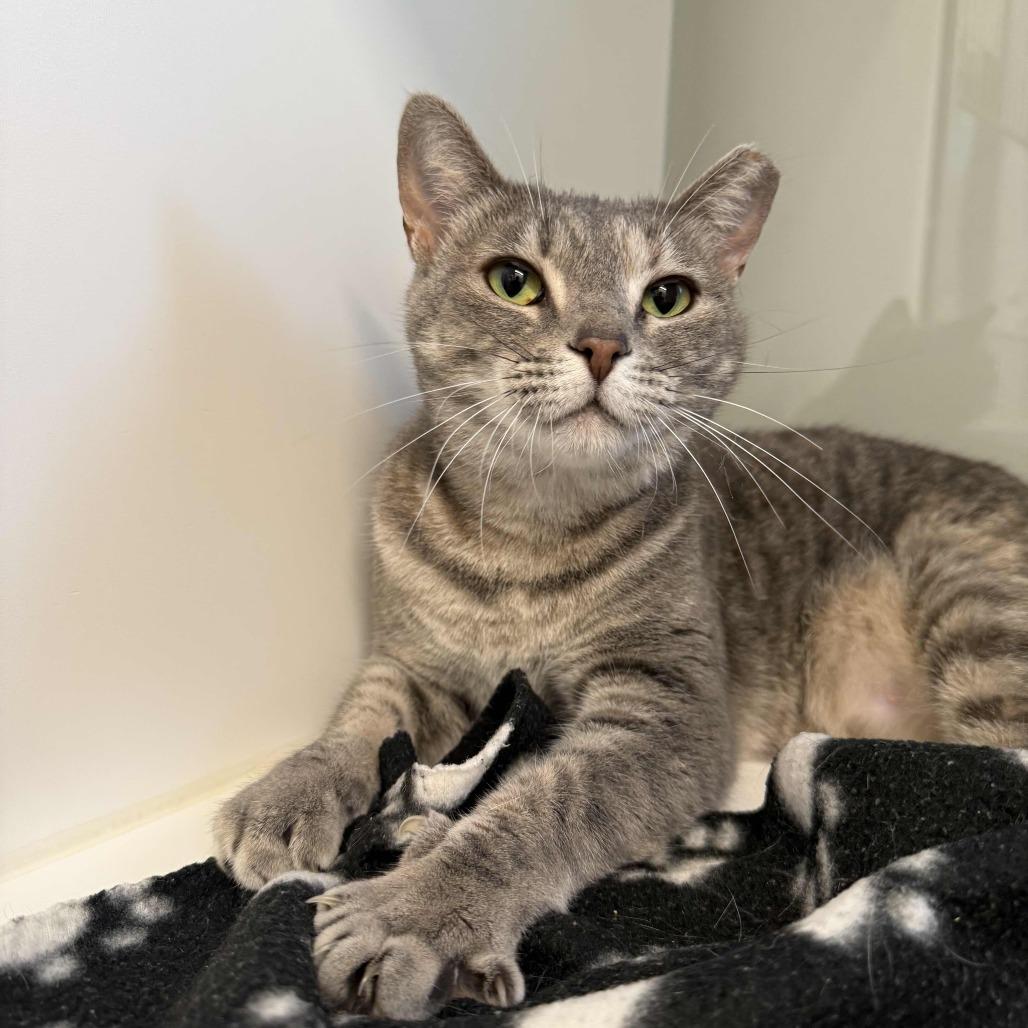 Starla, Adoptable, Adult Female Domestic Short Hair.