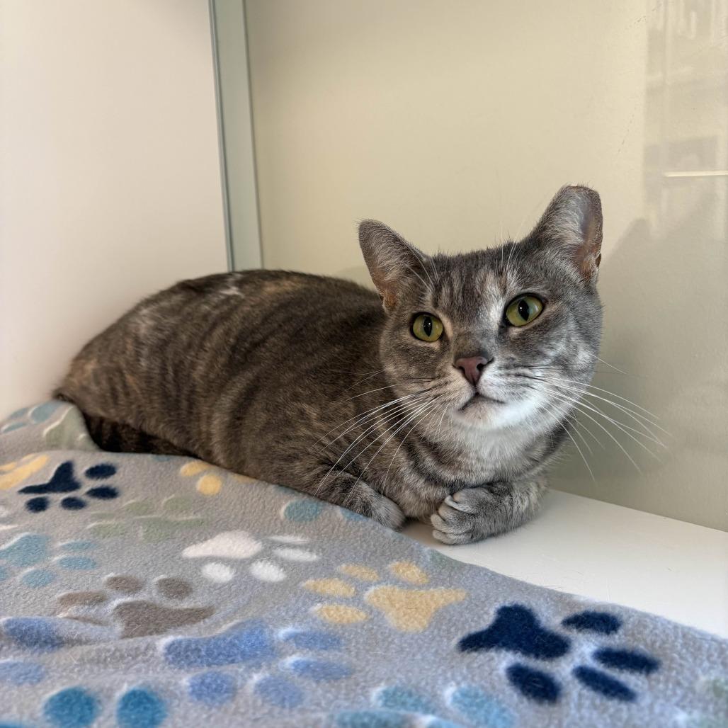 Starla, a Adoptable Domestic Short Hair in Beaumont, TX image 2/6