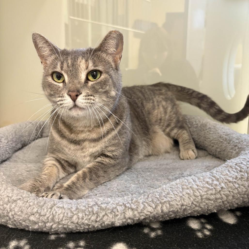 Starla, a Adoptable Domestic Short Hair in Beaumont, TX image 2/6