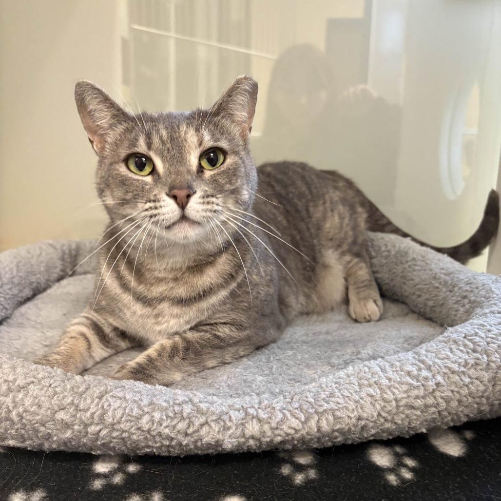 Starla, a Adoptable Domestic Short Hair in Beaumont, TX image 3/6