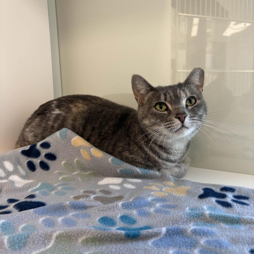 Starla, a Adoptable Domestic Short Hair in Beaumont, TX image 4/6