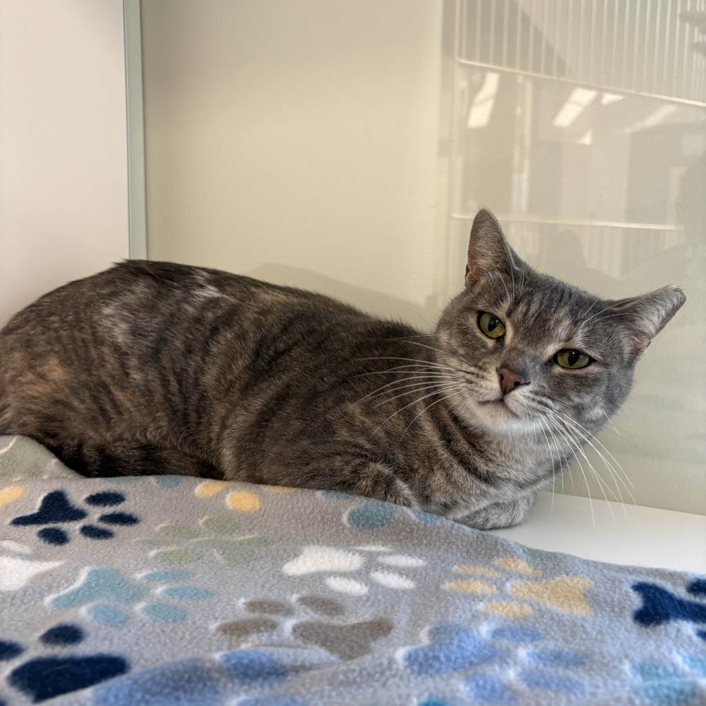 Starla, a Adoptable Domestic Short Hair in Beaumont, TX image 6/6