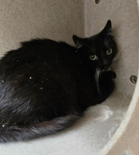 HUNNI, Adoptable, Young Female Domestic Short Hair.