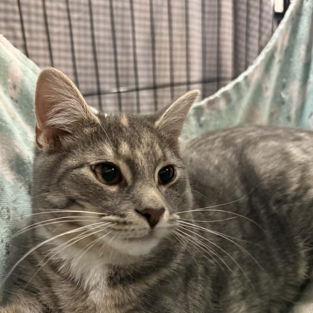 Cleo, Adoptable, Kitten Female Domestic Medium Hair.