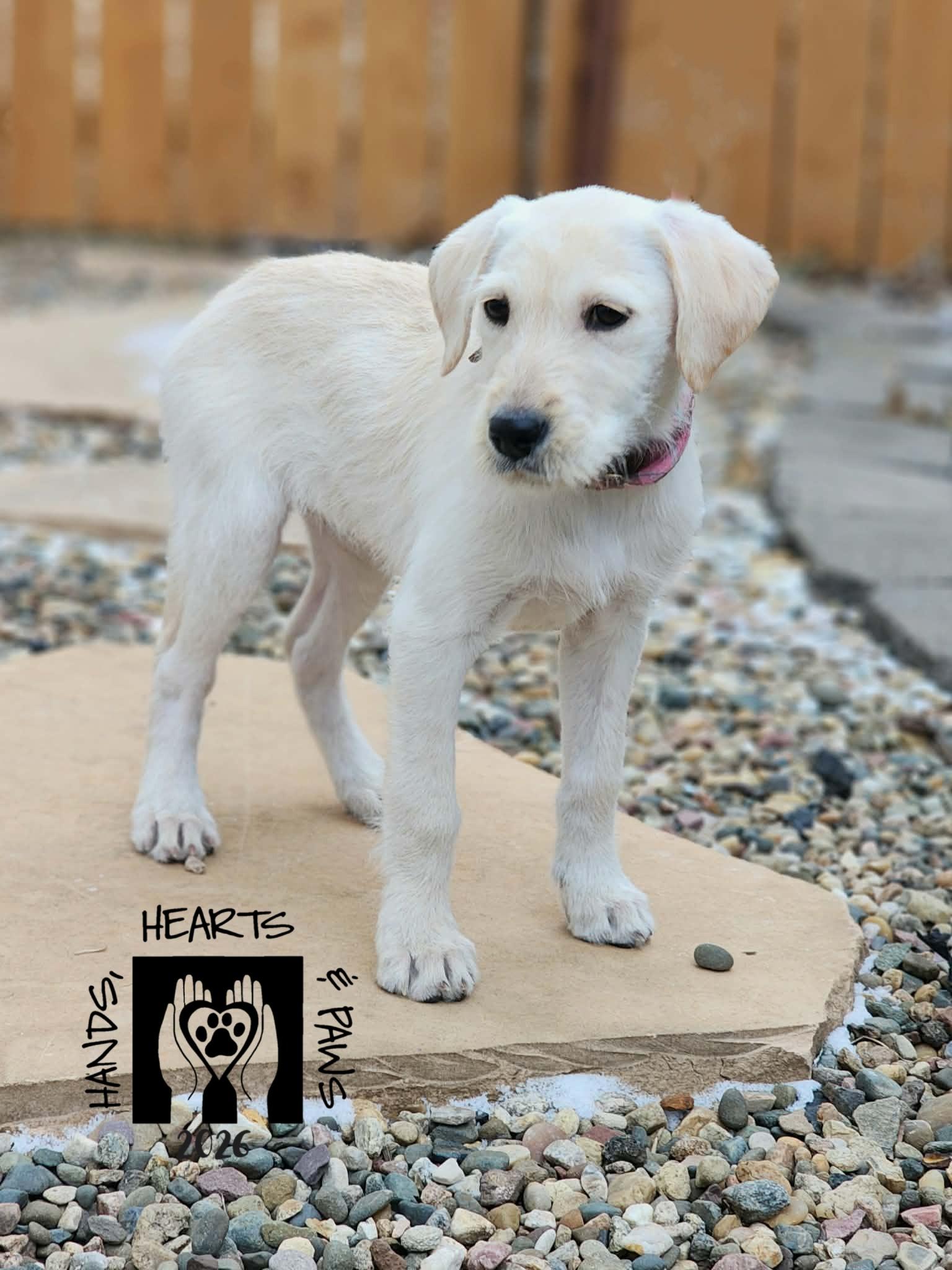 Pimienta, adopted, Puppy Female Labrador Retriever & Poodle.
