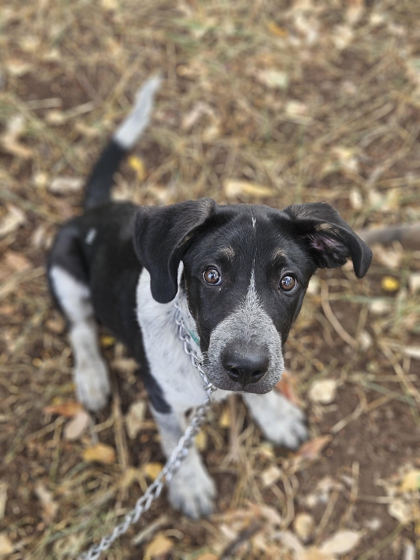 Ravioli, Adoptable, Puppy Female German Shepherd Dog.