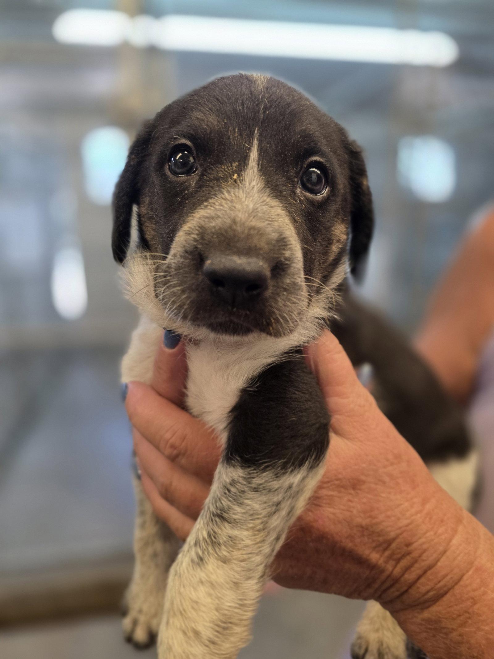 Ravioli, Adoptable, Puppy Female German Shepherd Dog.