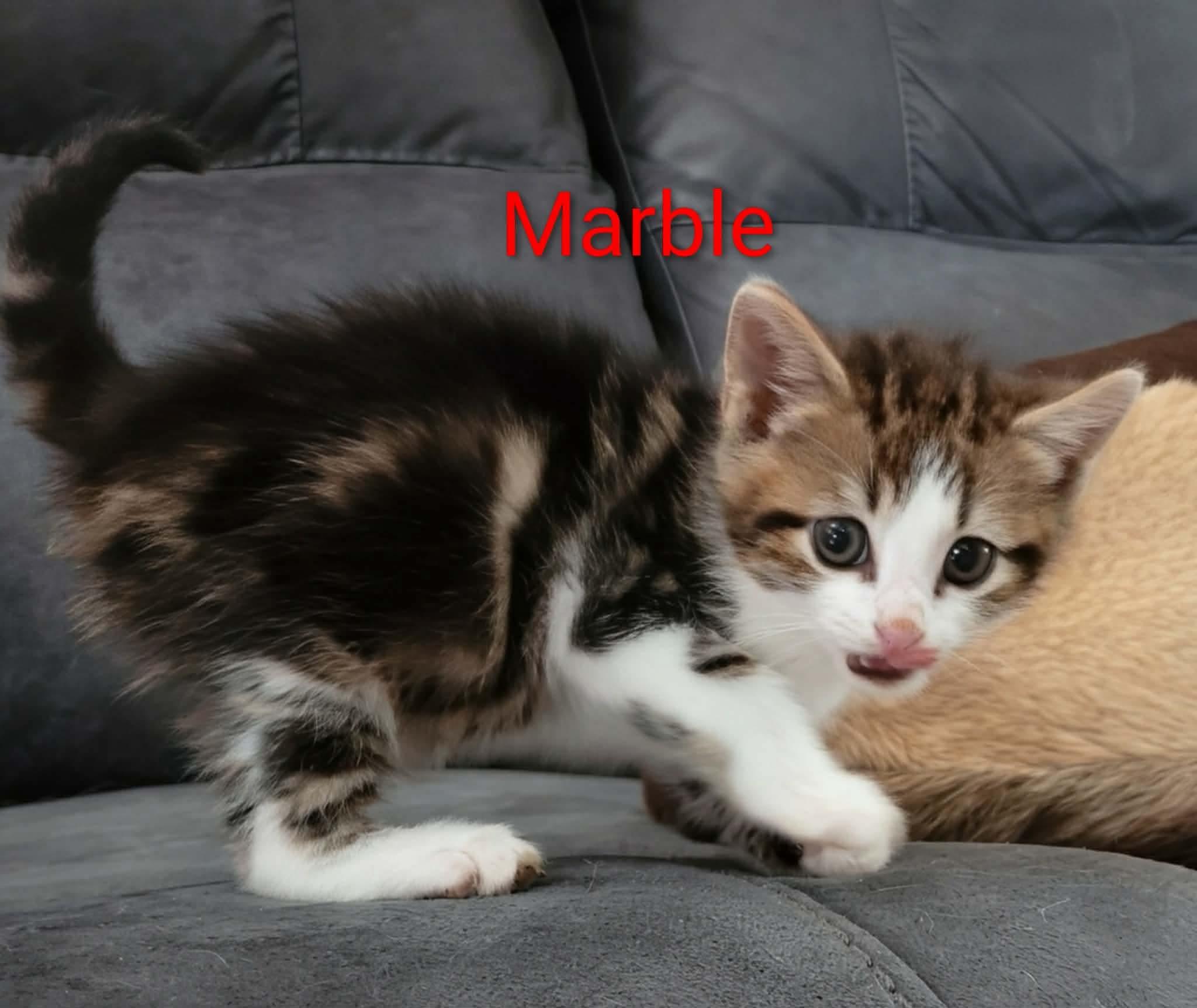 Marble, Adopted, Young Female American Shorthair.