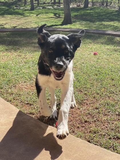 Jimmy Bob 50947, adoptable, Puppy Male Mixed Breed.