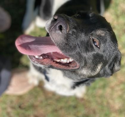 Enlarge Jimmy Bob 50947, an adoptable Mixed Breed in Oklahoma City, OK image 3/3