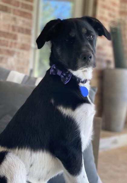 Enlarge Jimmy Bob 50947, an adoptable Mixed Breed in Oklahoma City, OK image 2/3