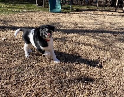 Enlarge Jimmy Bob 50947, a ADOPTABLE Mixed Breed in Oklahoma City, OK image 2/2