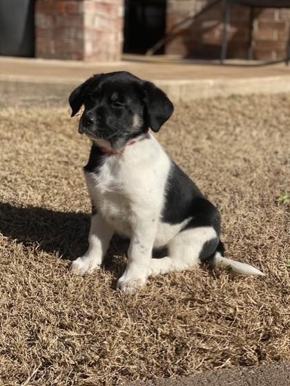 Enlarge Jimmy Bob 50947, a ADOPTABLE Mixed Breed in Oklahoma City, OK image 1/2