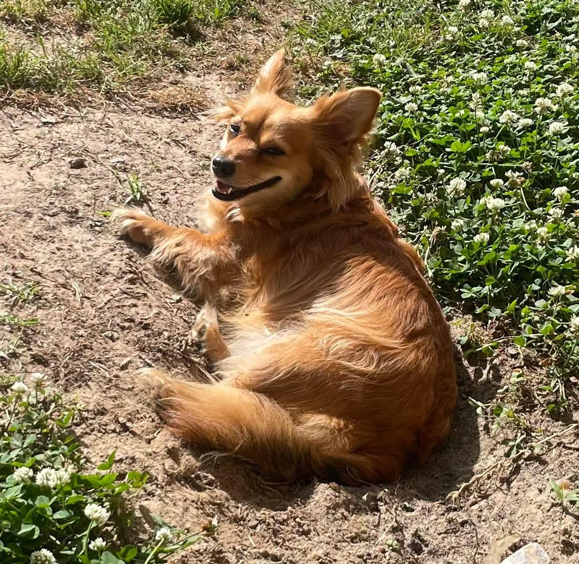 Sofie, adopted, Young Female Chihuahua & Pomeranian.