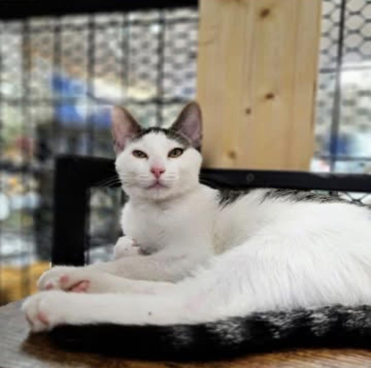 Enlarge Max, a Adoptable Domestic Short Hair in Chicago, IL image 1/2