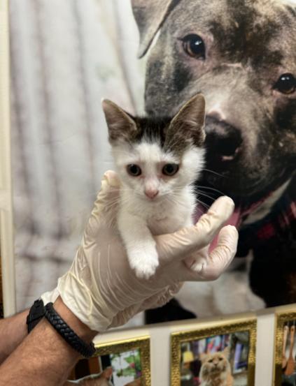 Enlarge Max, a Adoptable Domestic Short Hair in Chicago, IL image 2/2