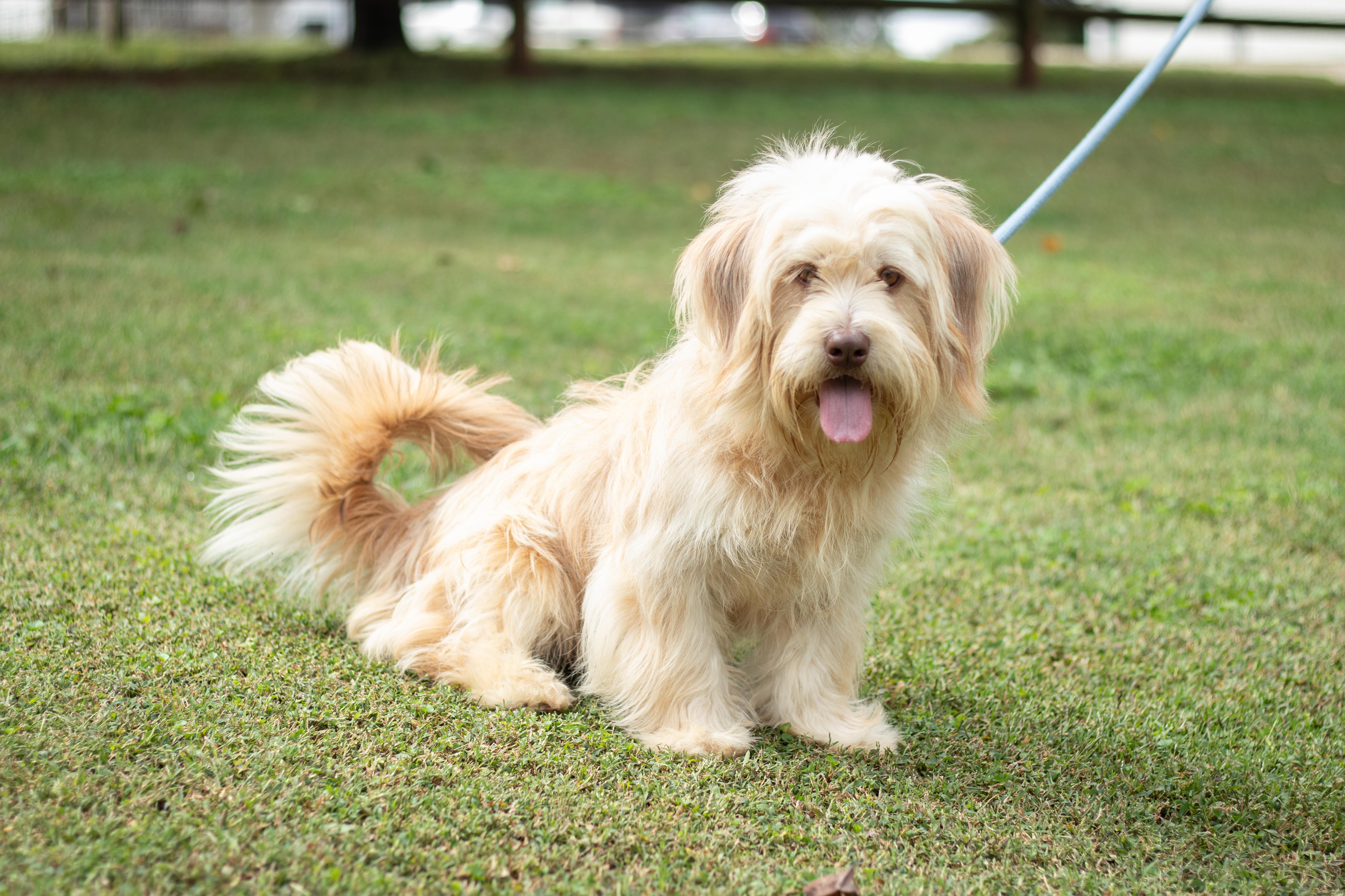 Enlarge Benji, a Adoptable mixed breed in Statesville, NC image 4/5