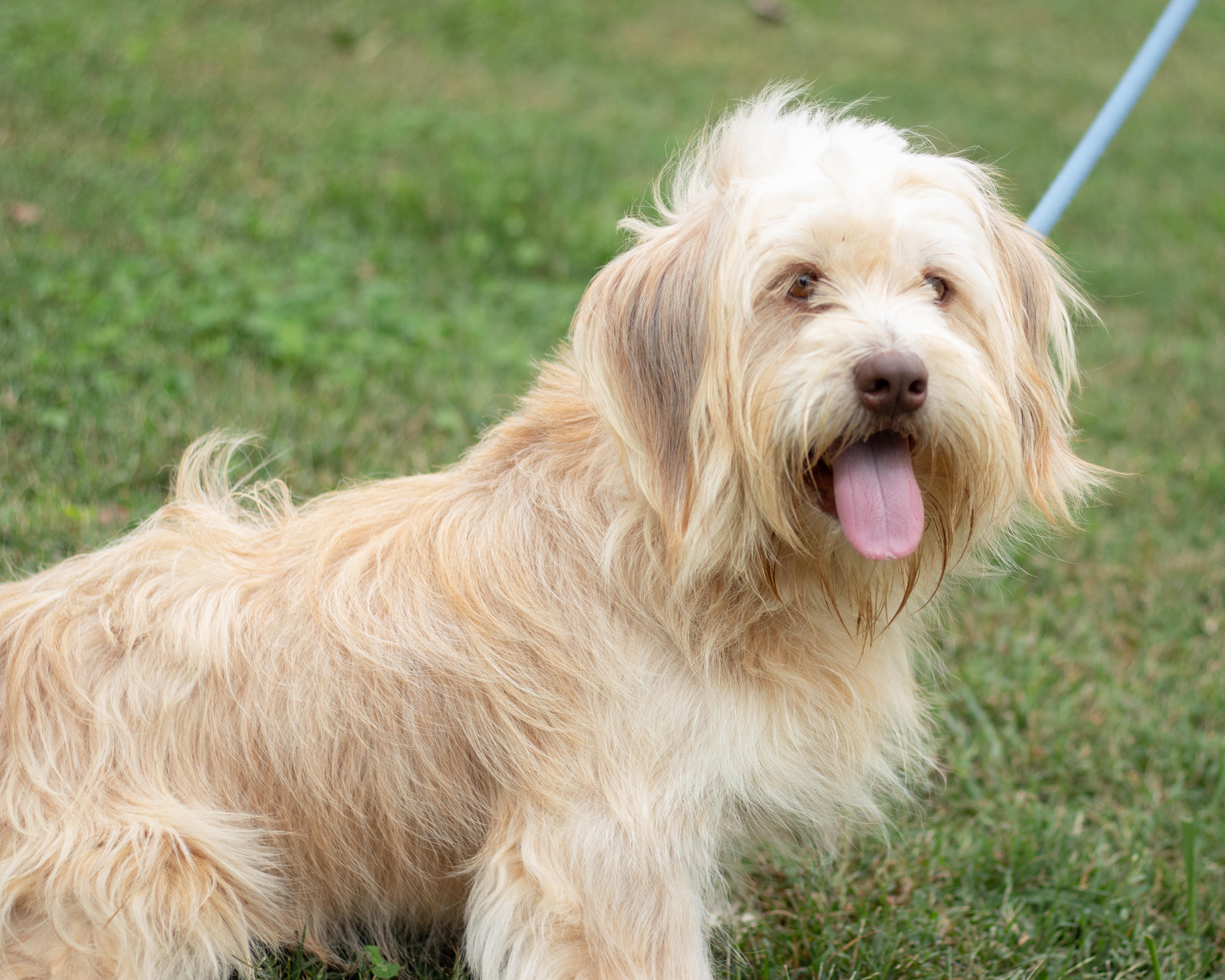 Enlarge Benji, a Adoptable mixed breed in Statesville, NC image 3/5
