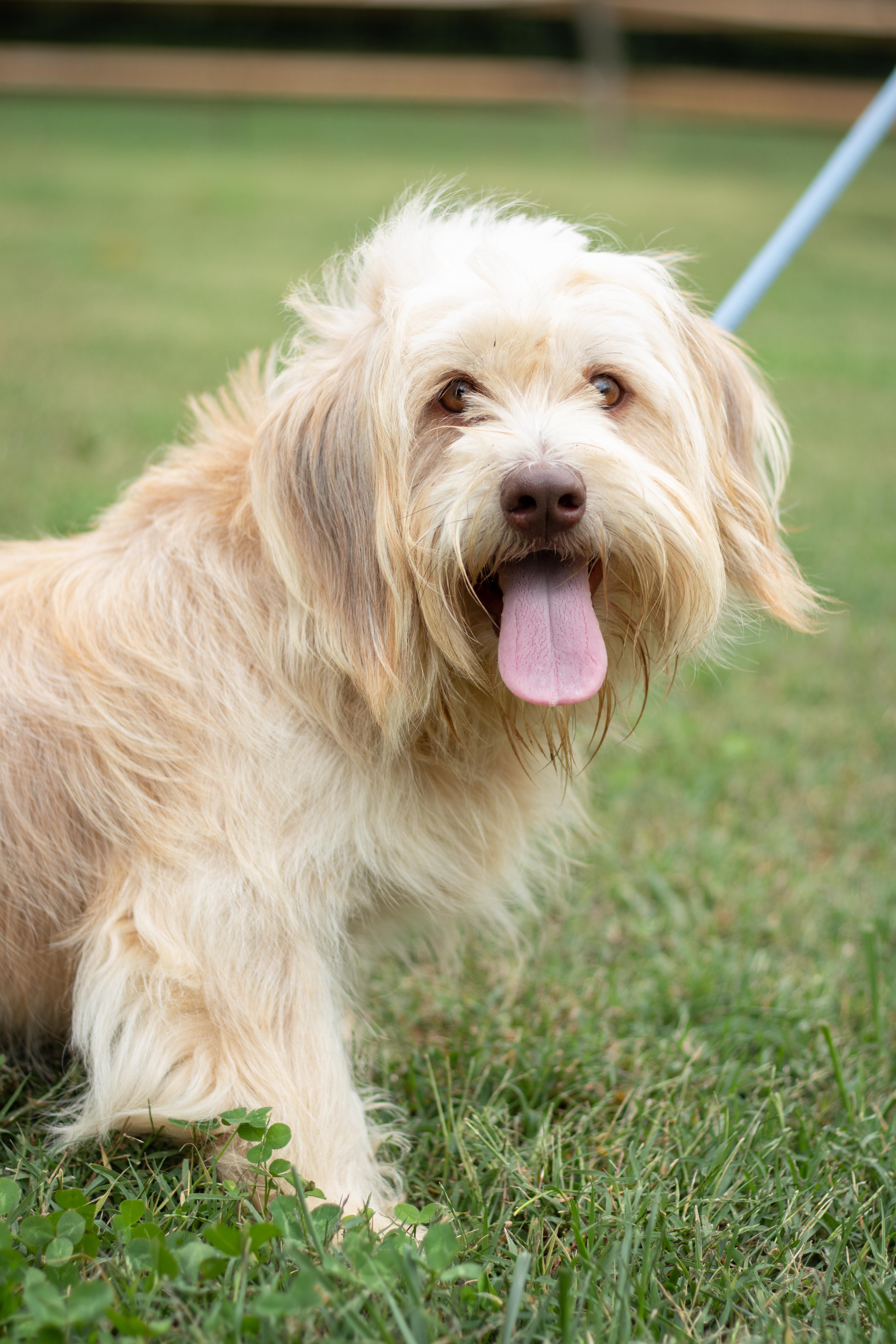 Enlarge Benji, a Adoptable mixed breed in Statesville, NC image 5/5