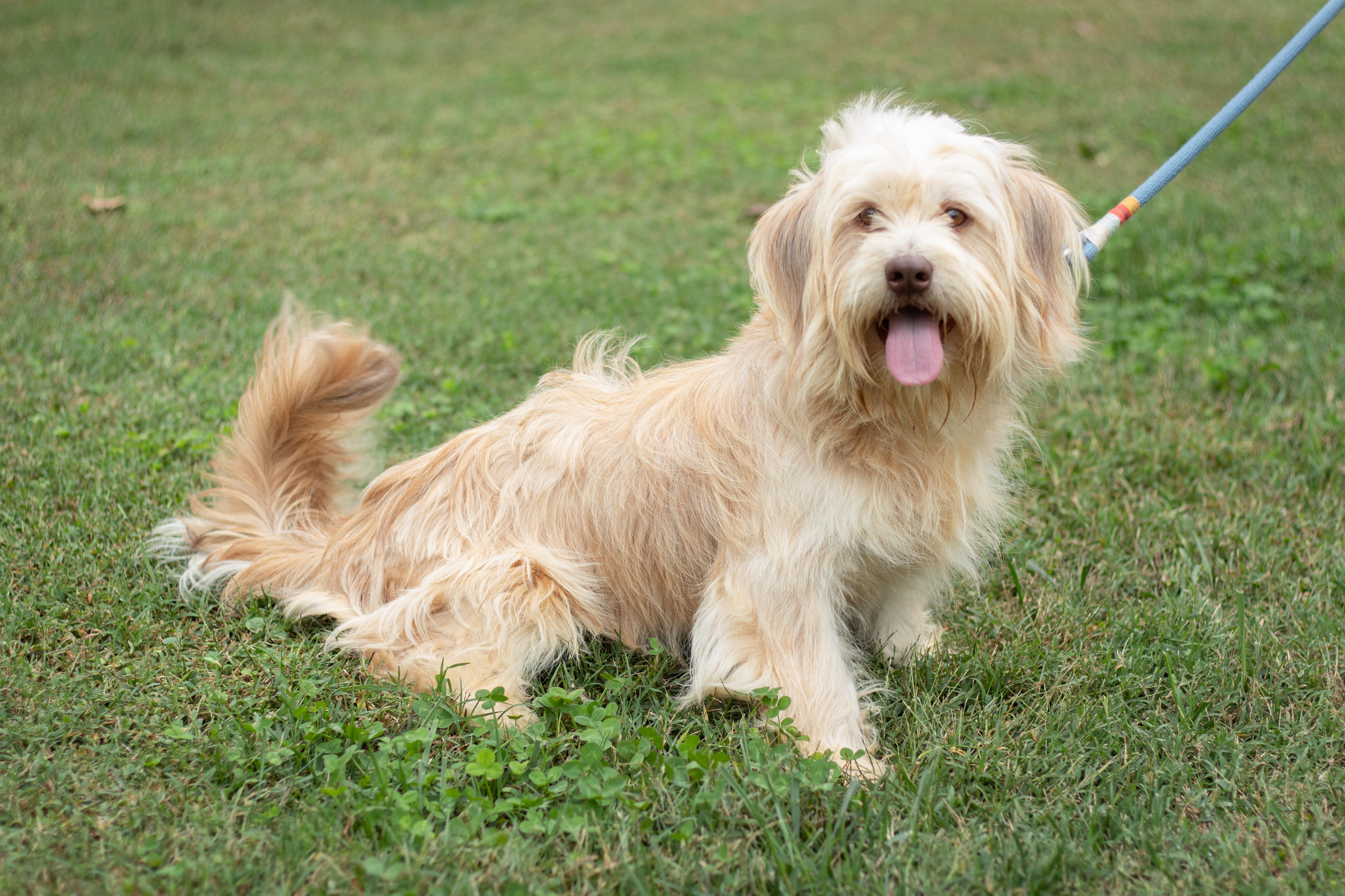 Enlarge Benji, a Adoptable mixed breed in Statesville, NC image 2/5