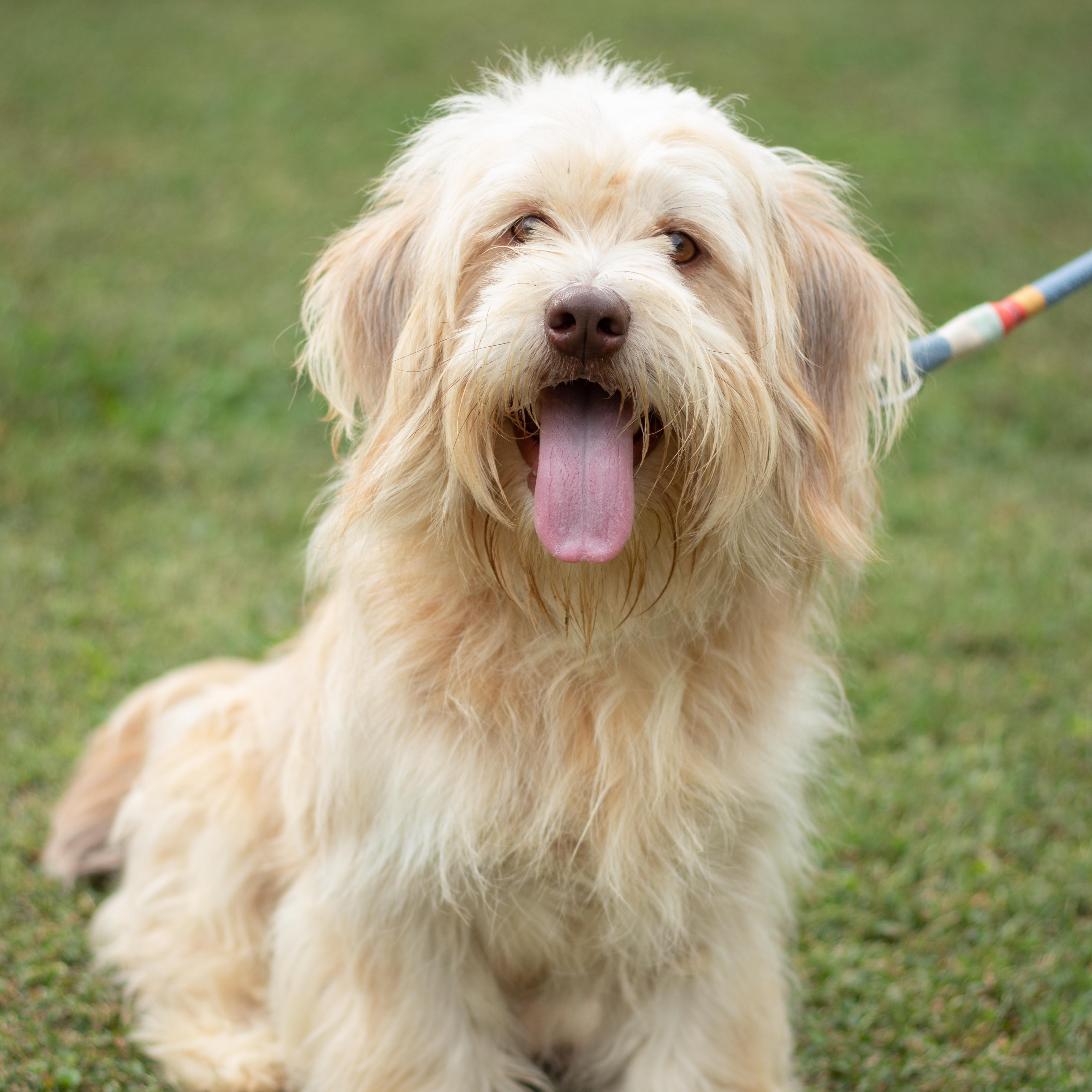Benji, Adoptable, Young Male Havanese.