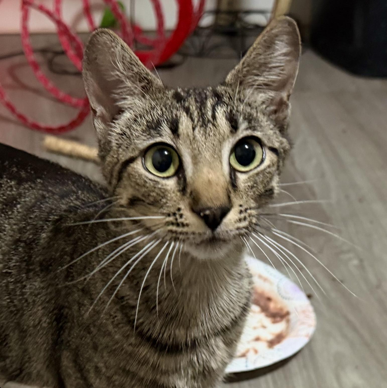 Enlarge Khaleesi, a Adoptable Domestic Short Hair in Sonora, CA image 1/1